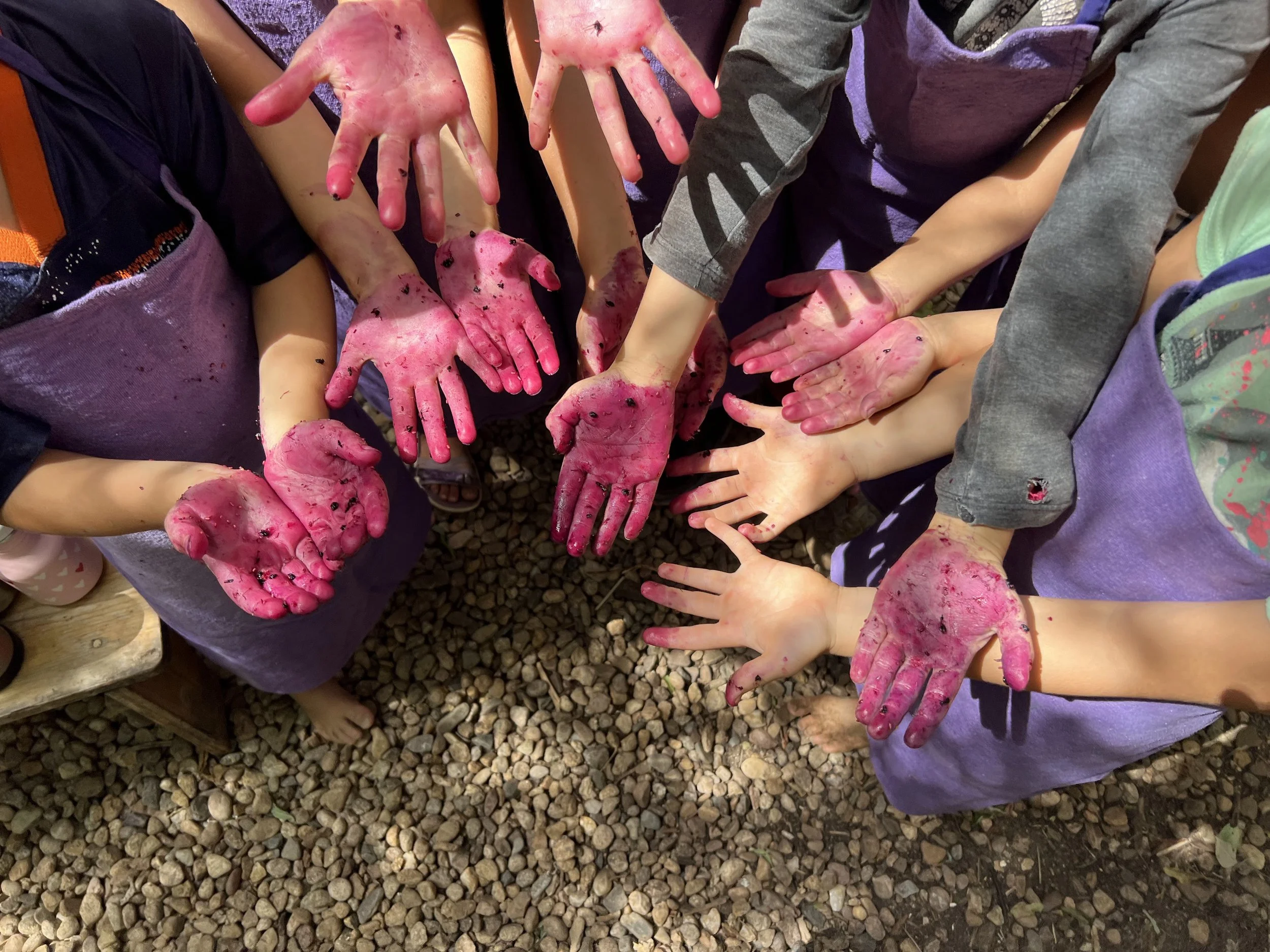 Children's hands dyed with elderberry as they learn about and explore the value of medicinal plants at Sage Programs in Boulder CO