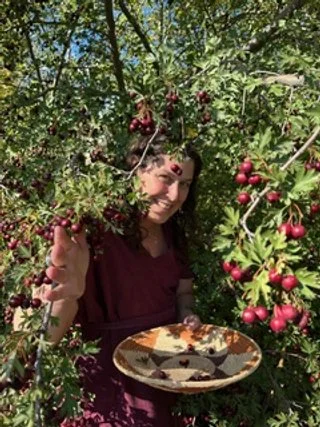 Rachel of Sage Programs Boulder CO is smiling and harvesting berries from the hawthorn tree.