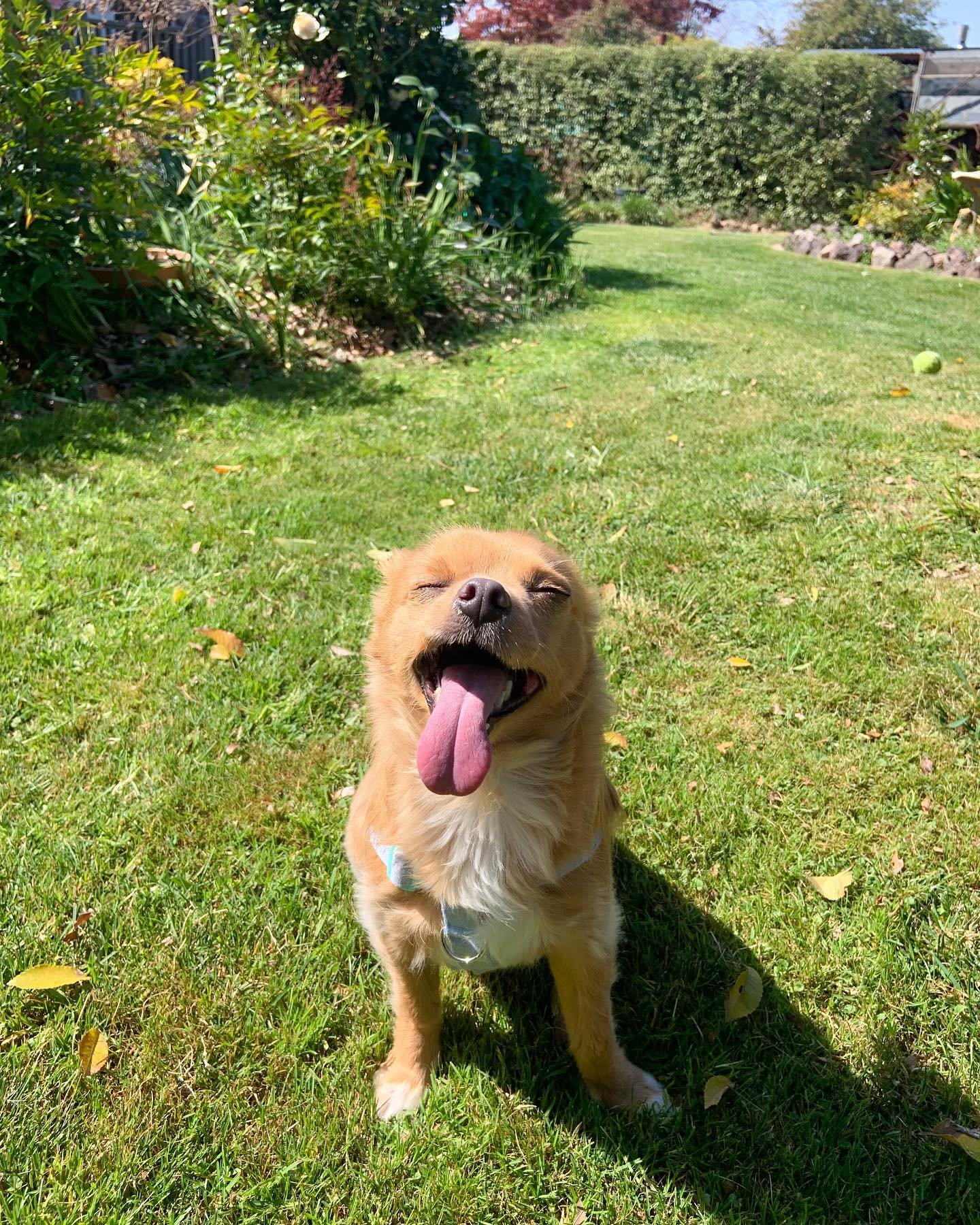 That feeling when the spring sun hits ☀️🐕🌱

#autoimmunedisease #hypothyroidism #hashimotos #thyroid #autoimmunewellness #chronicfatigue #thyroiddisease #chihuahua