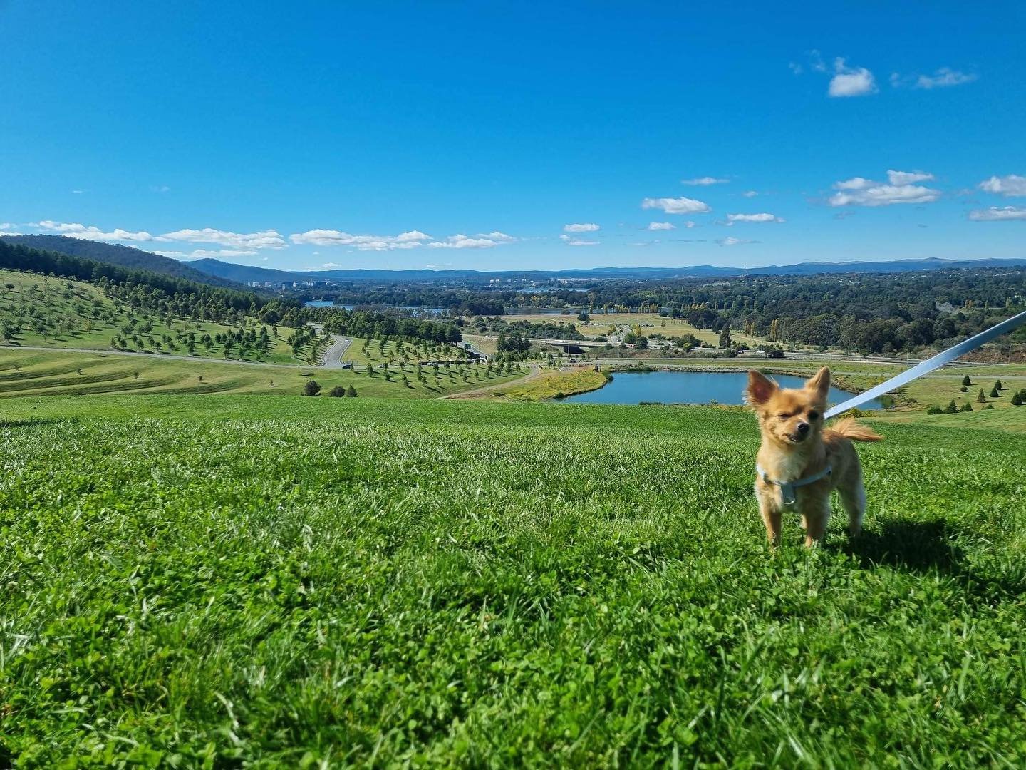 Sunny Autumn days ☀️🍂🐕

Having a dog is such a great motivator to get up and go out for a walk, even when you&rsquo;re feeling lazy! 

#hashimotos #hashimotosdisease #chihuahua #canberra #autoimmunewellness #autoimmunehealing