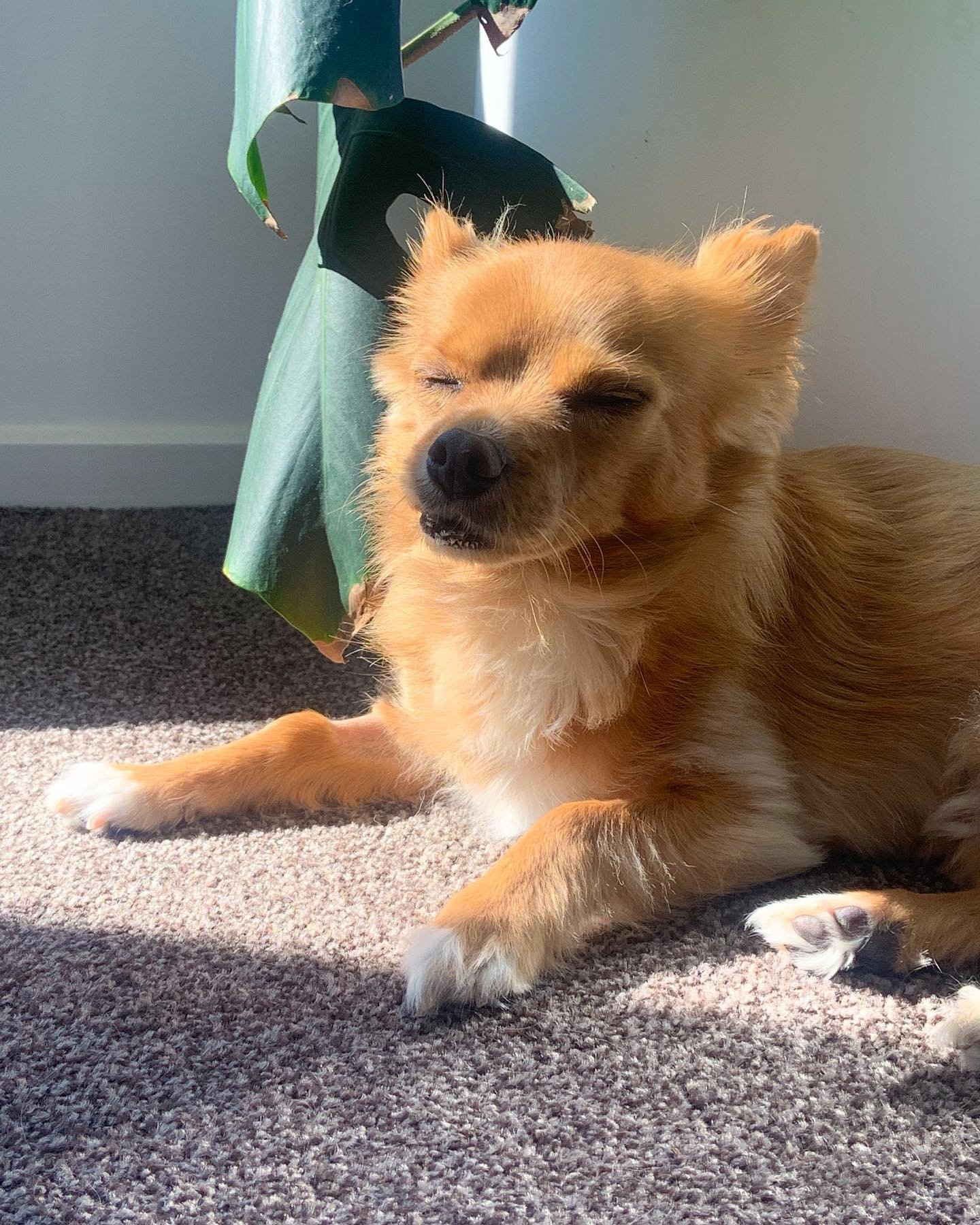 Here&rsquo;s a pic of Basil in the sun to brighten your sunday ✨💗☺️

#autoimmunedisease #hypothyroidism #hashimotos #thyroid #guthealth #autoimmunewellness #glutenfree #healthandwellness #autoimmune #nourishyourbody #glutenfreelife #chronicfatigue #