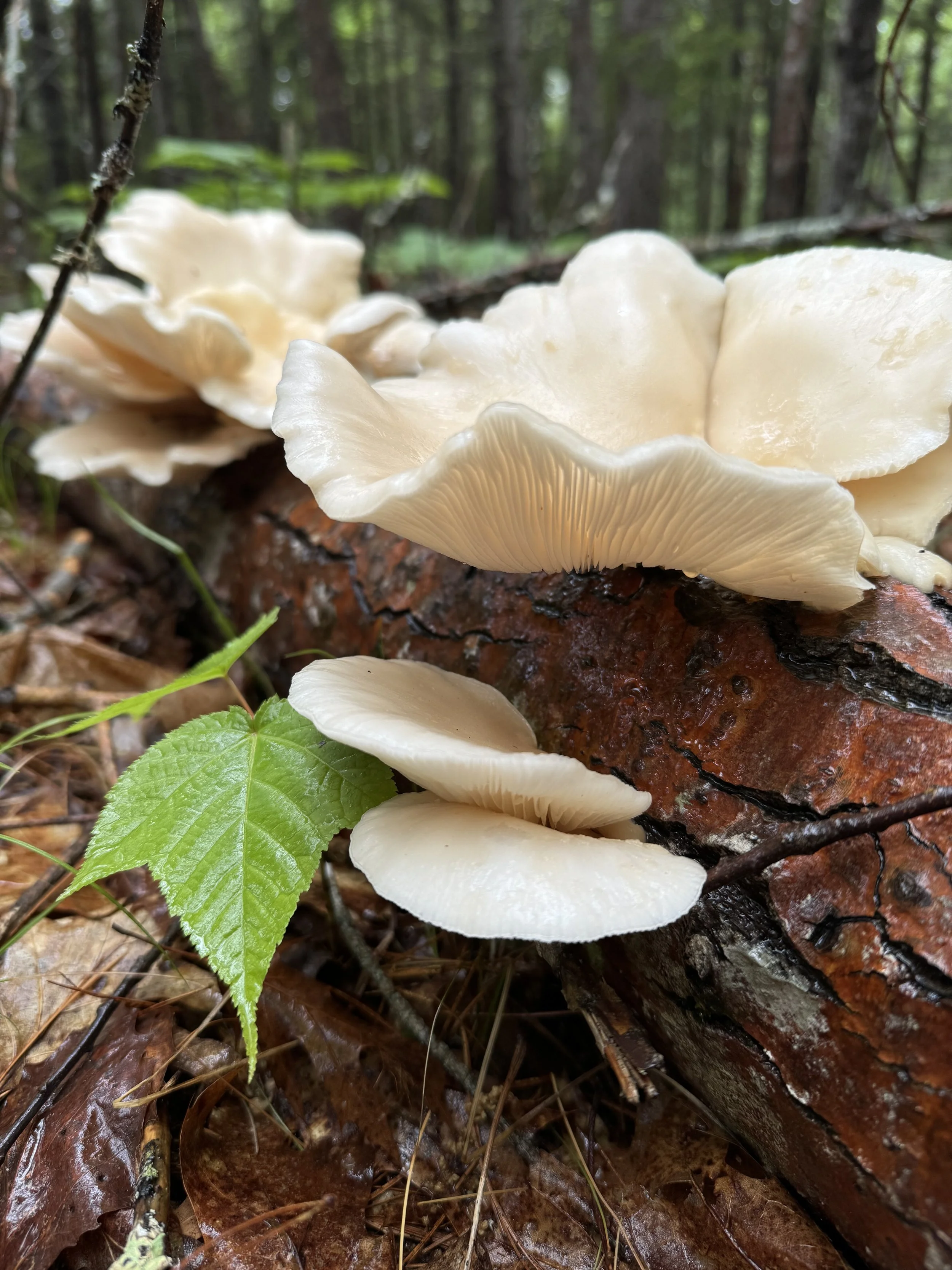 Finding Wild Mushrooms