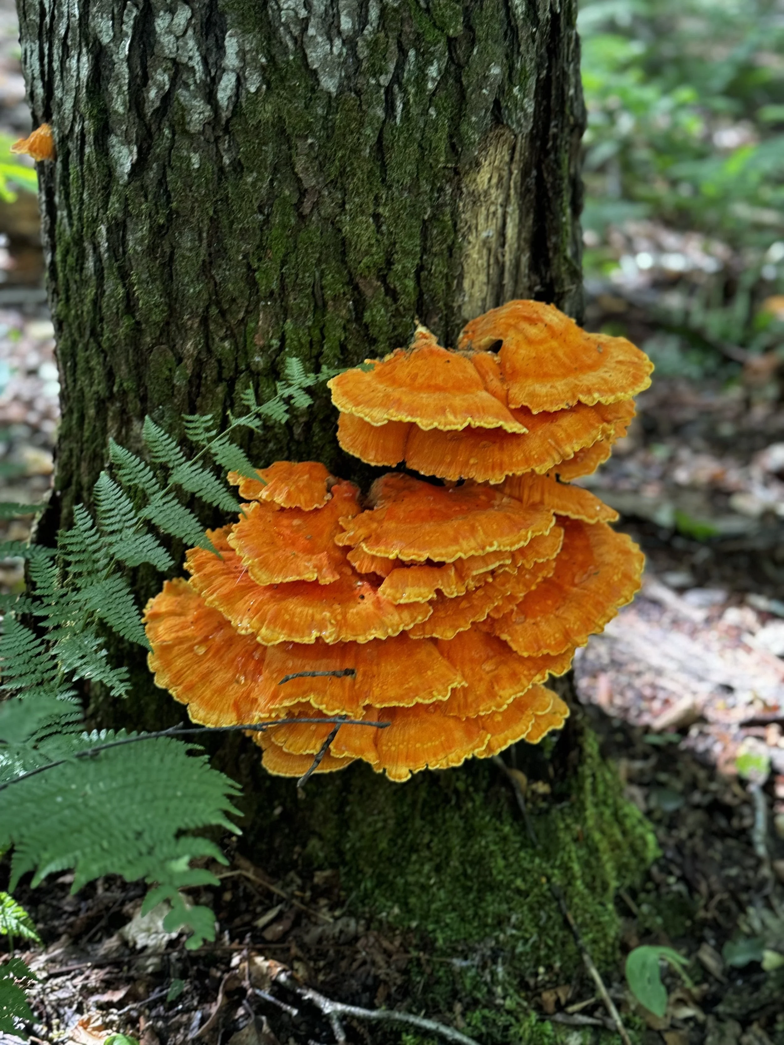 Chicken of The Wood in VT