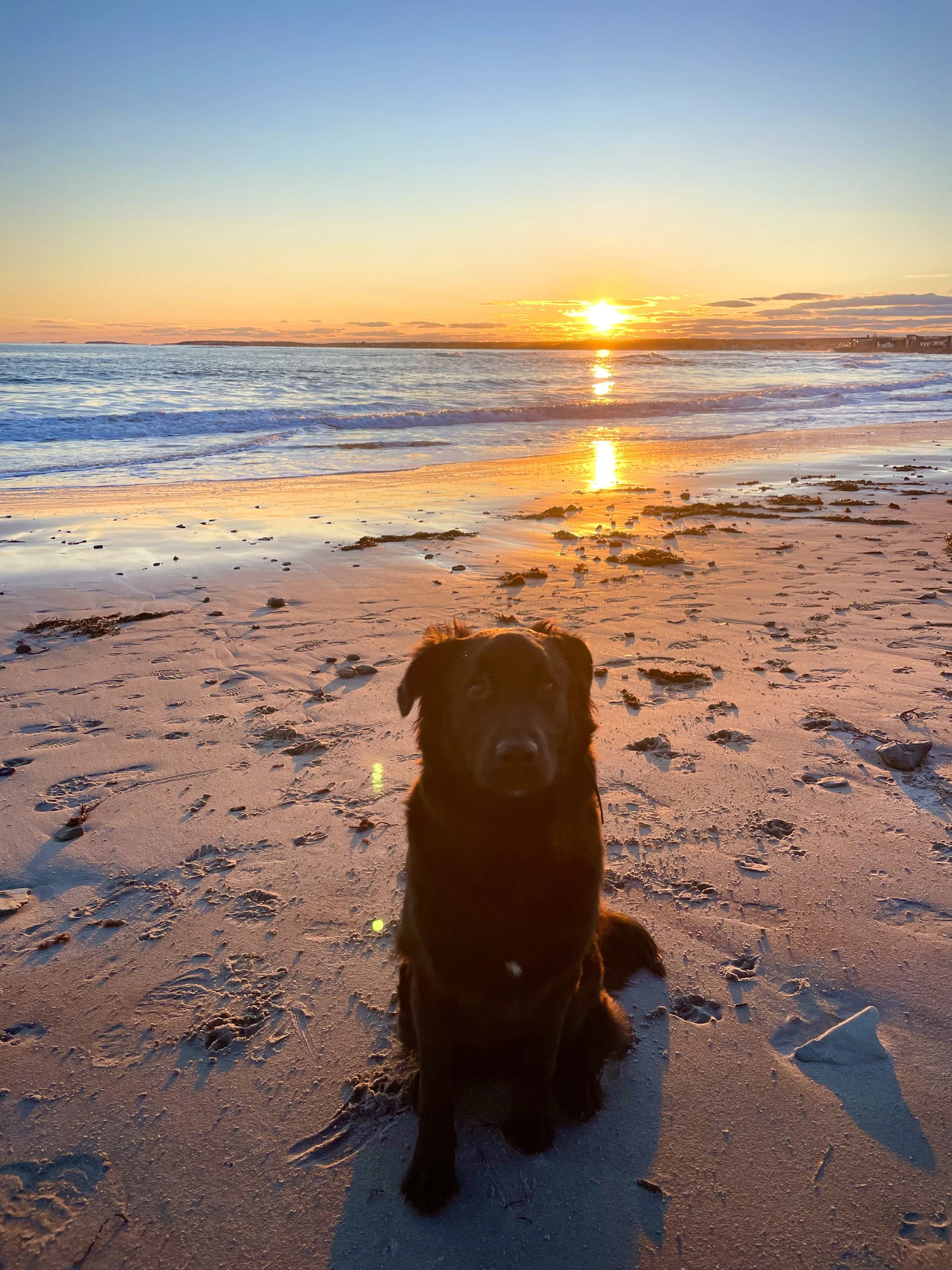 Maine Beach With Dog