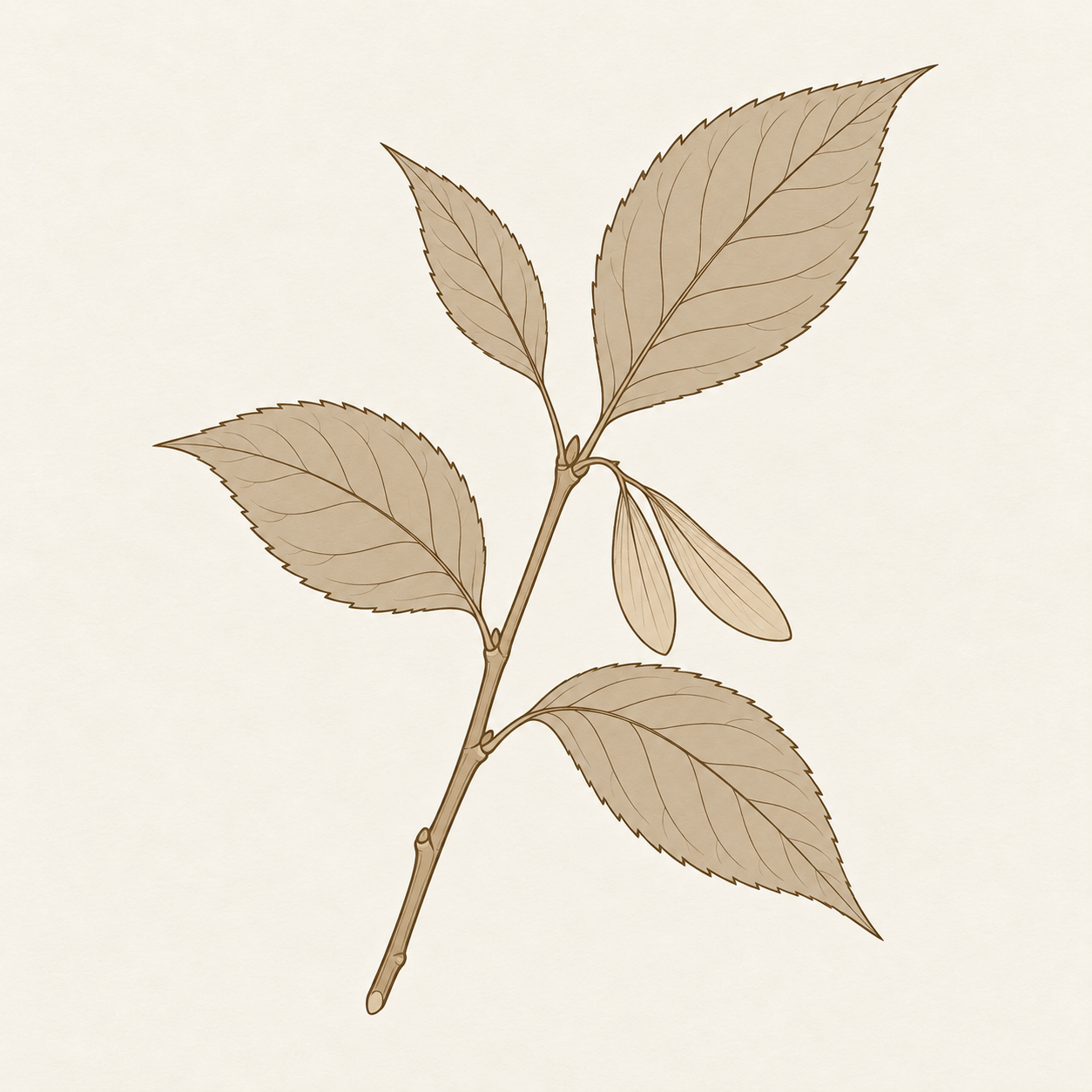 yoho-art-eucommia-leaf-v1.png