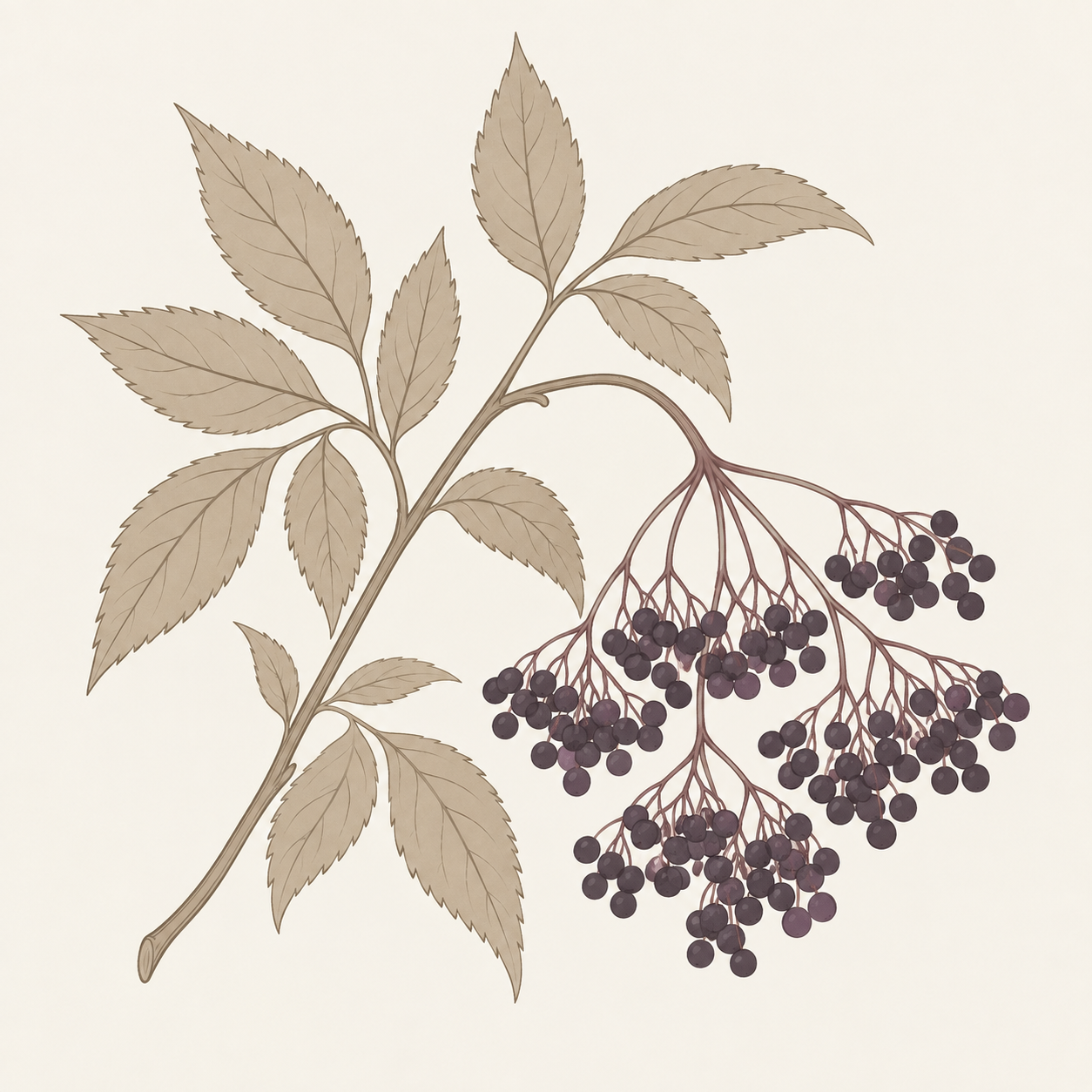 elderberry-extract-botanical-art.png