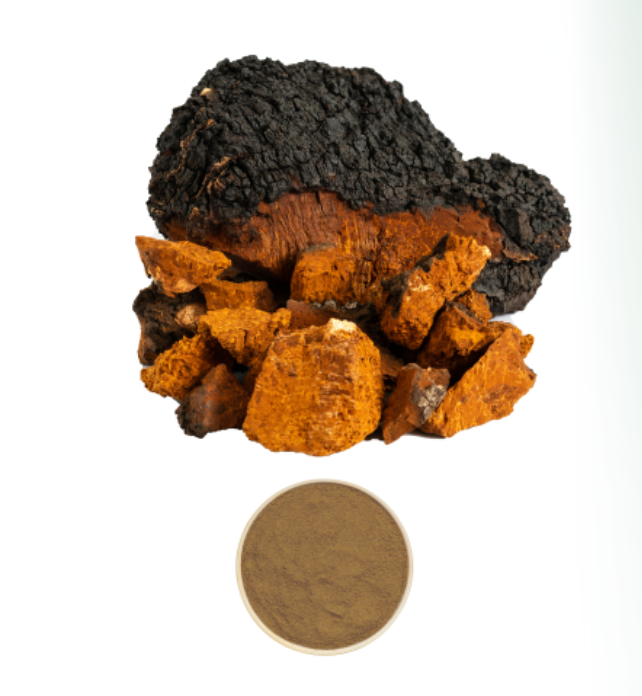 Chaga Extract