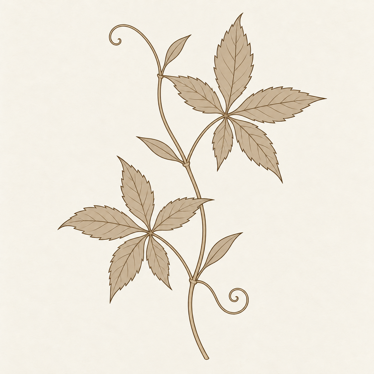 yoho-art-gynostemma-v1.png