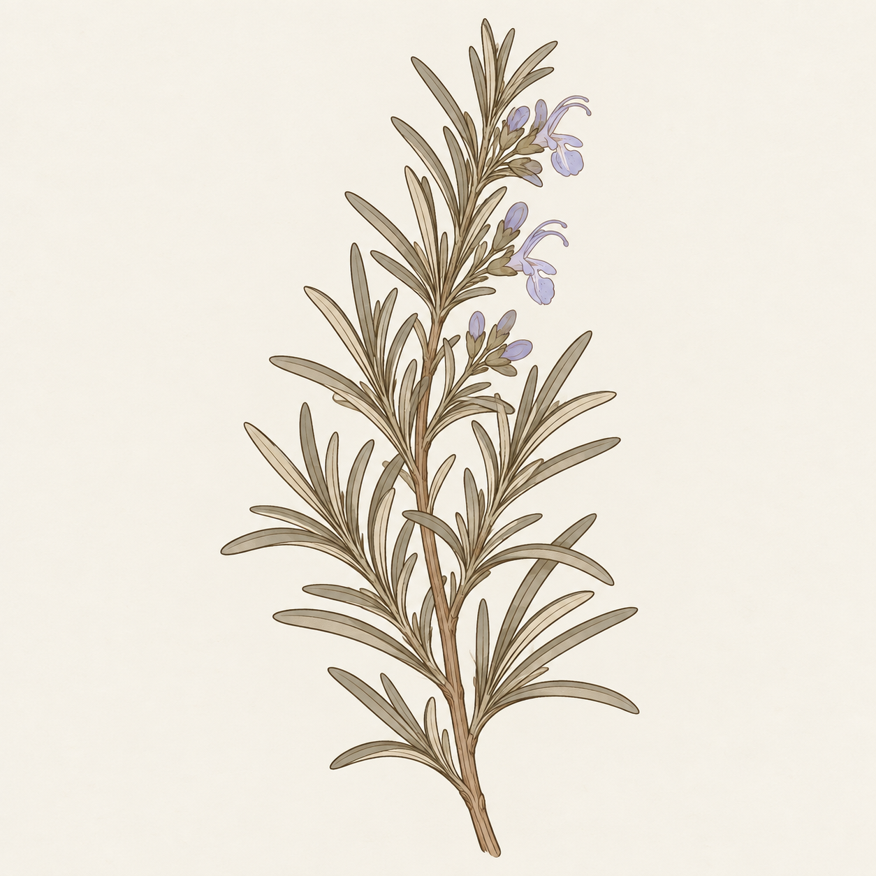 rosemary-leaf-extract-botanical-art.png