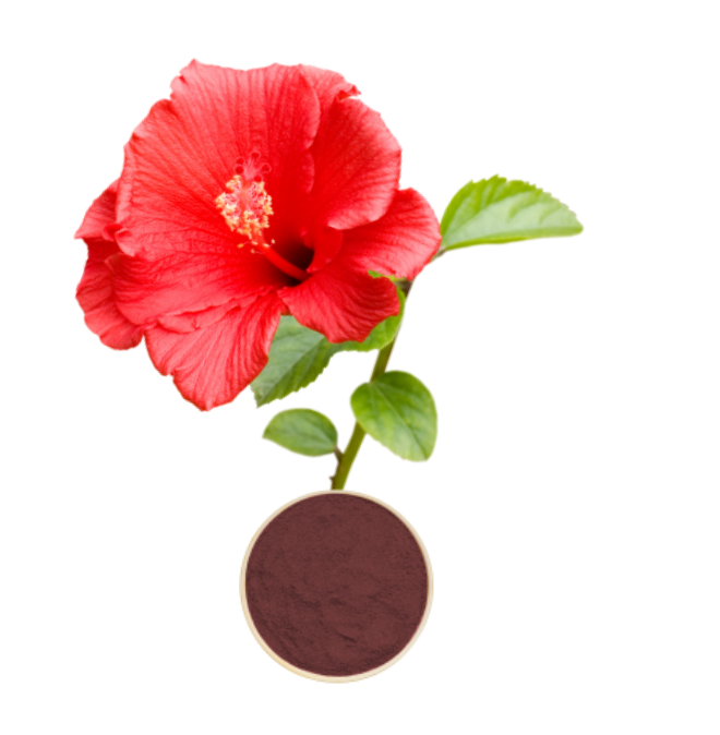 Hibiscus Extract