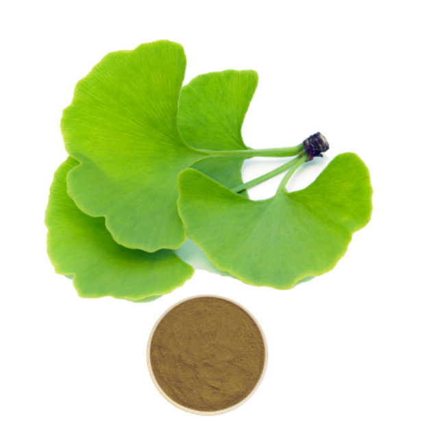 Ginkgo Biloba Extract