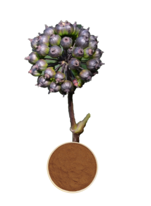 Eleuthero Extract (Siberian Ginseng)