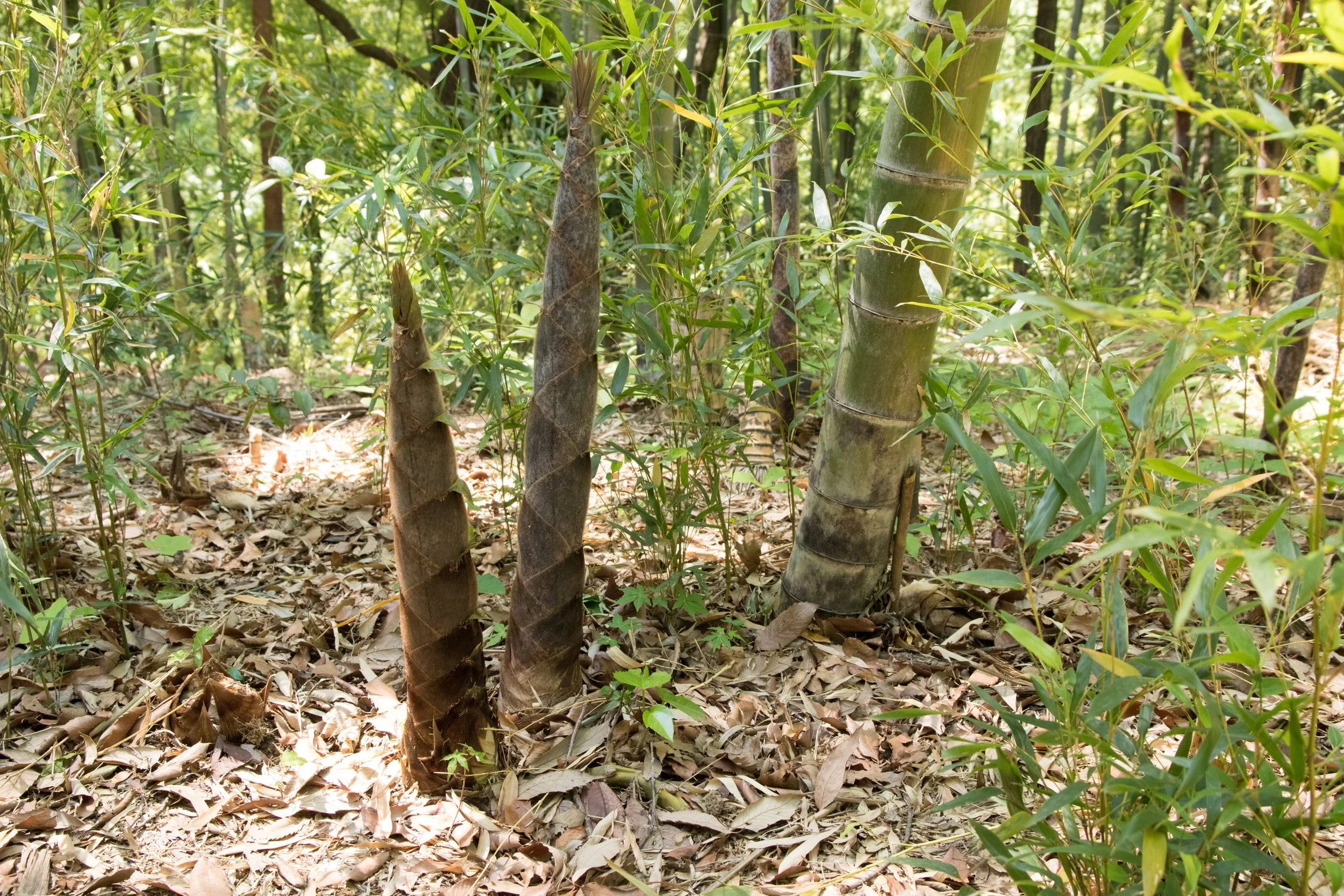 bamboo-extract-botanical-source.jpg
