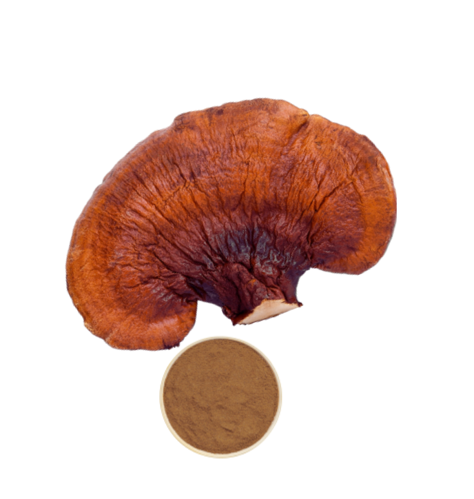 Reishi Mushroom Extract