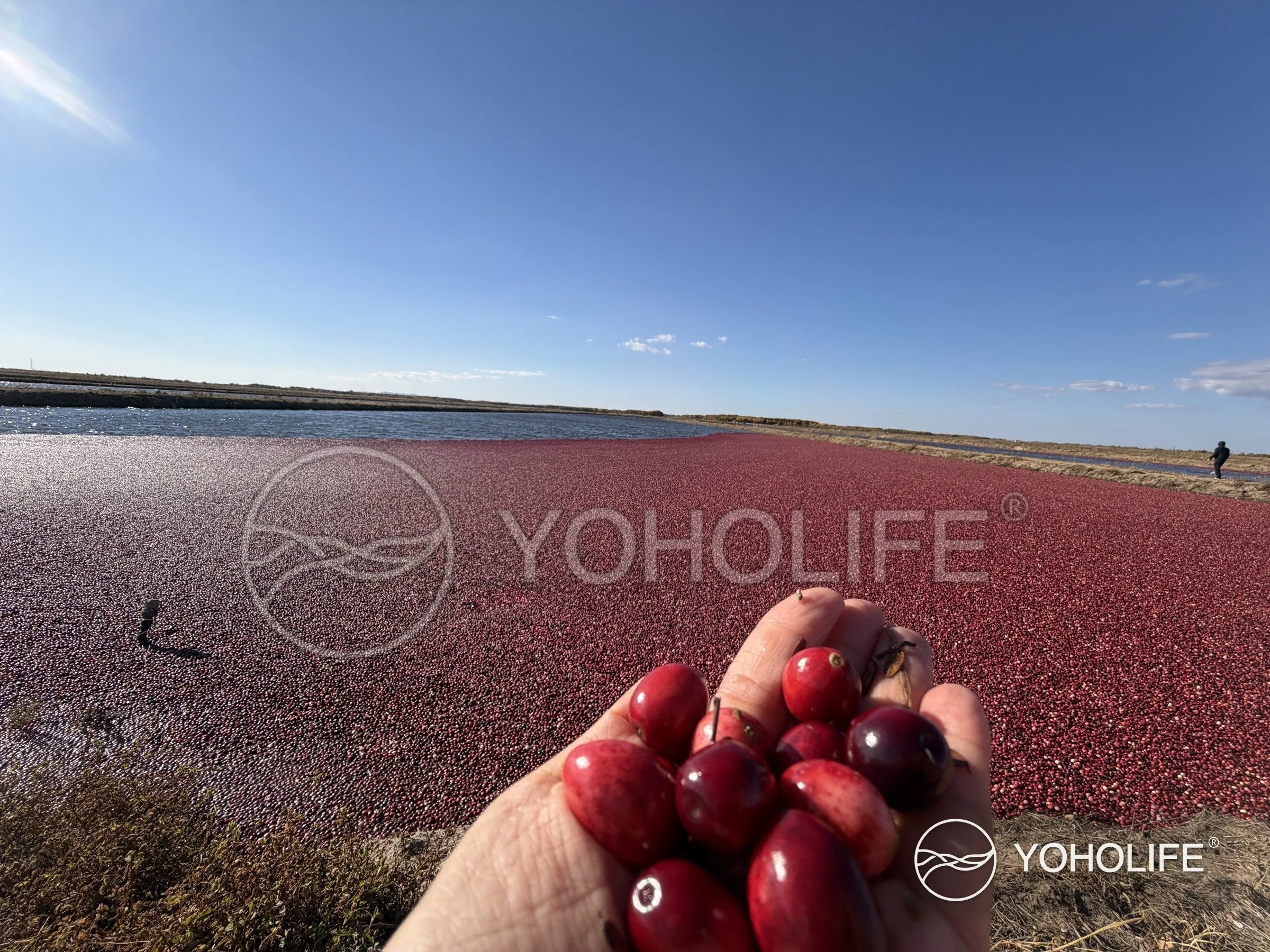 A Sea of Red: At the Source of Our Cranberries