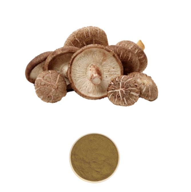 Shiitake Extract