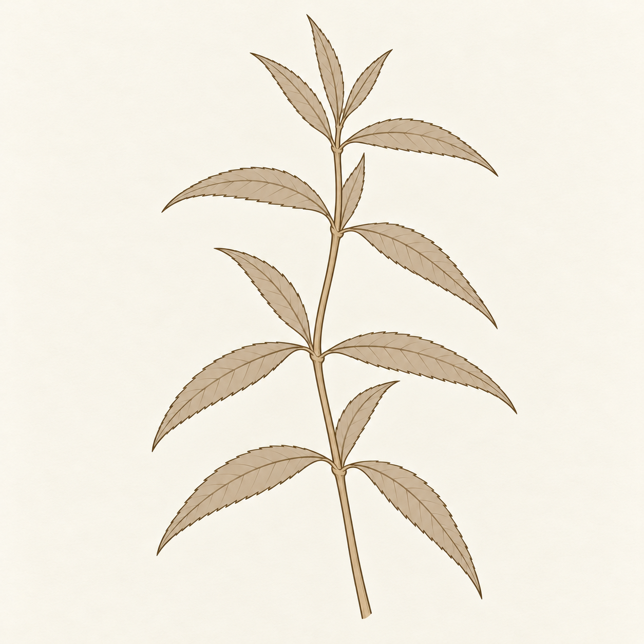 yoho-art-lemon-verbena-v3.png