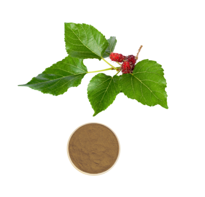 Mulberry Leaf Extract