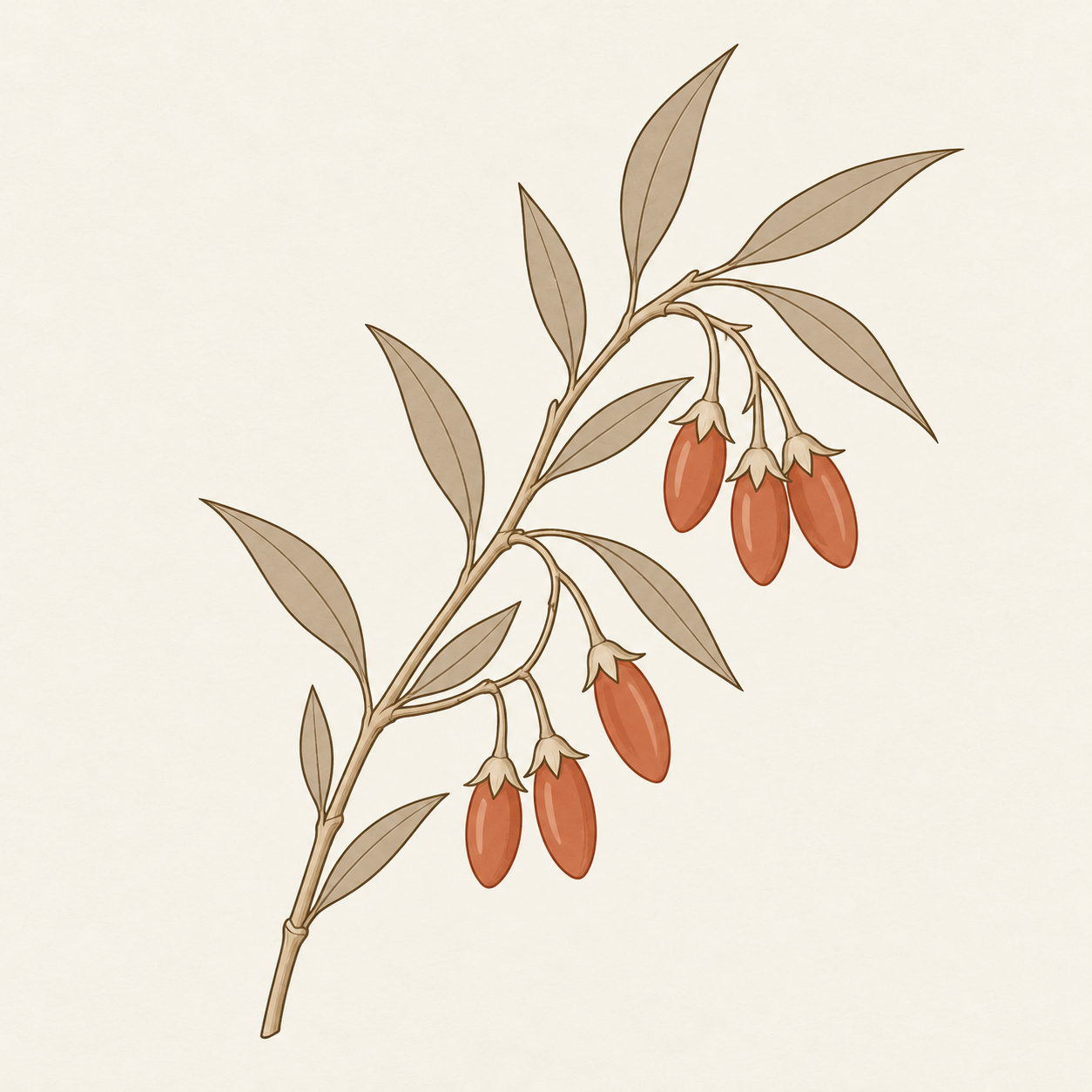 yoho-art-goji-fruit-v1.png