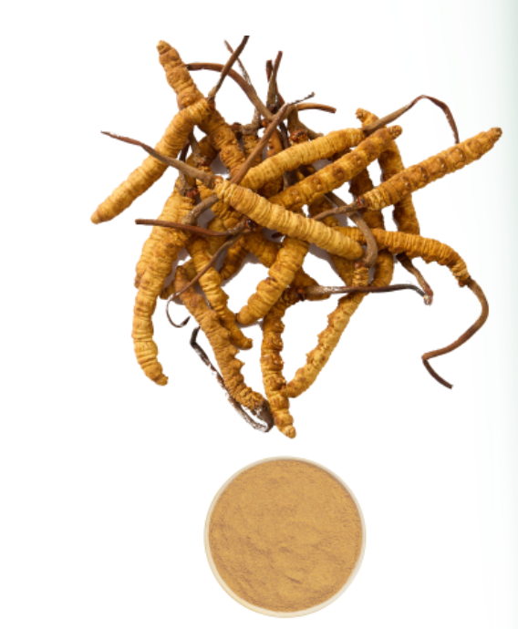 Cordyceps Extract