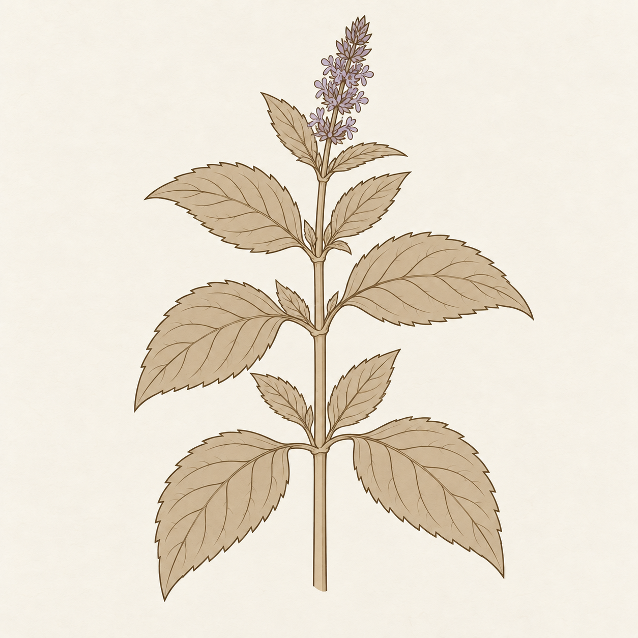 yoho-art-peppermint-leaf-v2.png