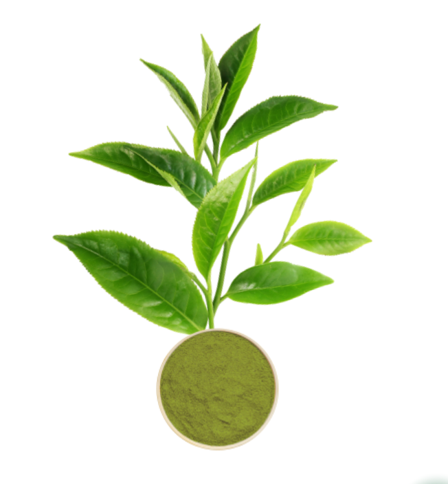 Green Tea Extract