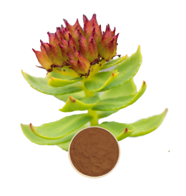 Rhodiola Rosea Extract