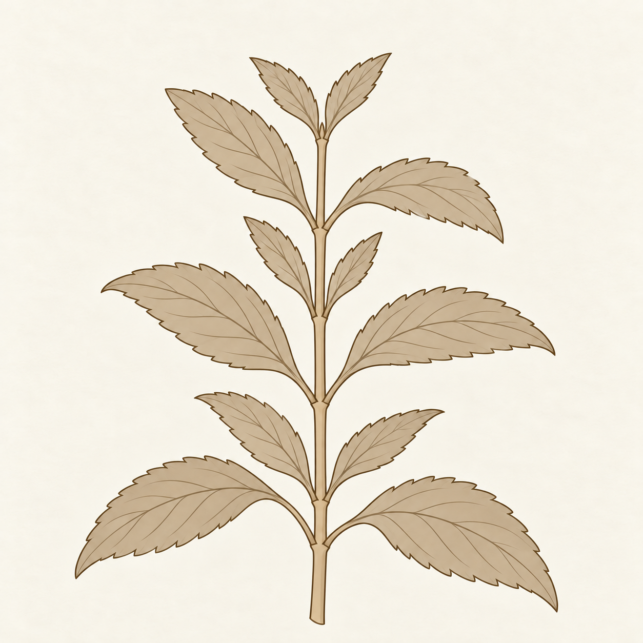 yoho-art-stevia-leaf-v3.png