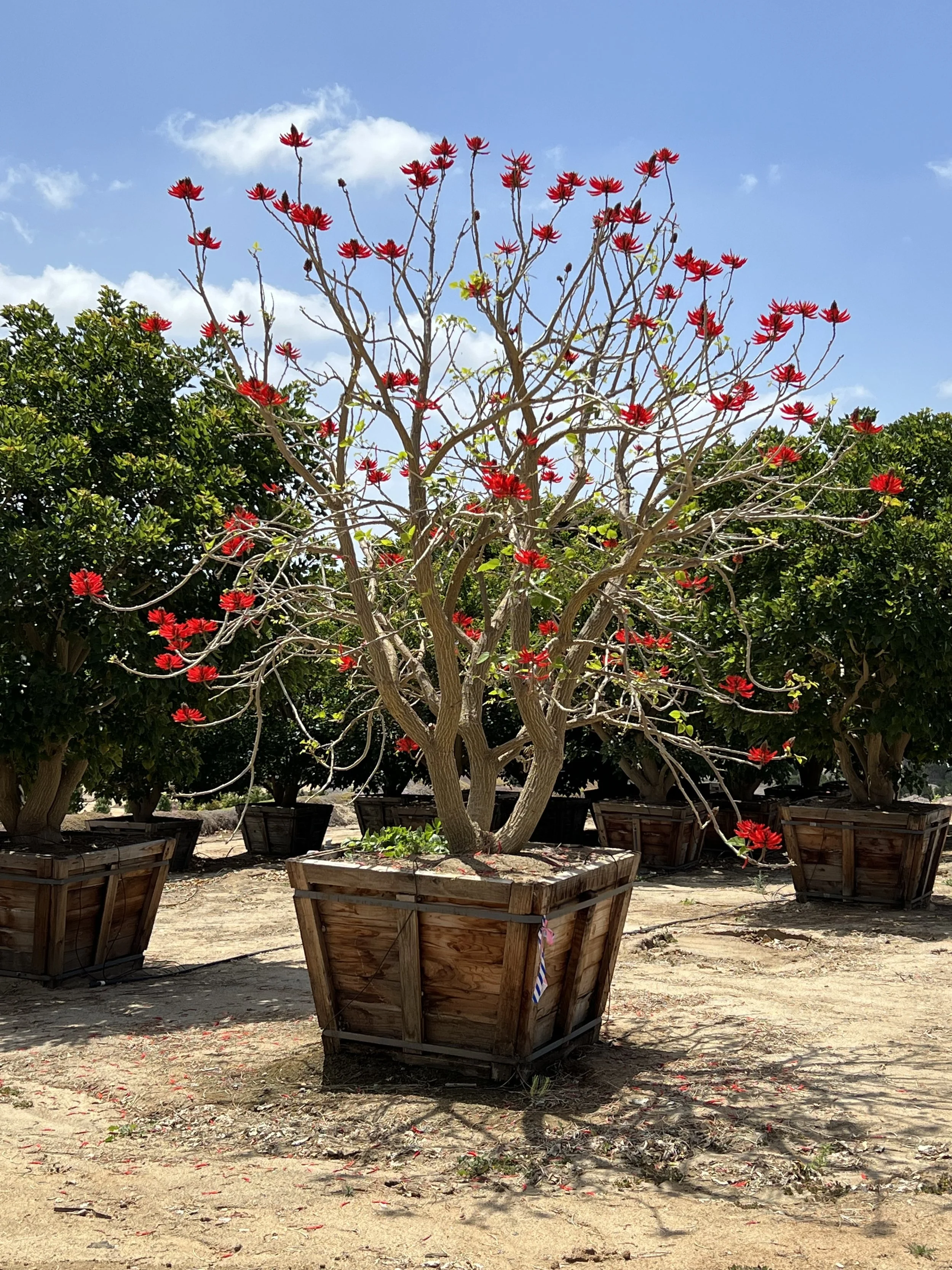Flowering Trees — D.L. CUNNINGHAM