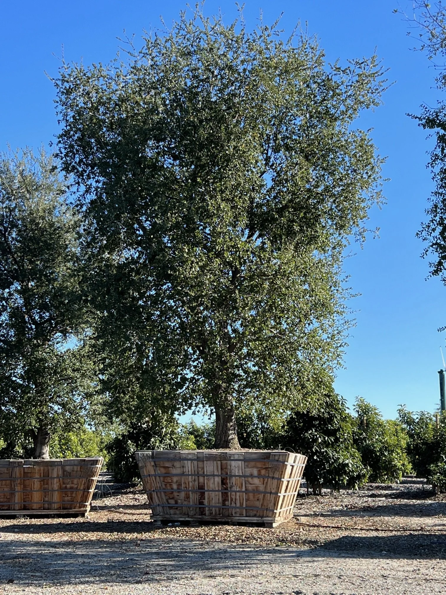 Specimen Oaks