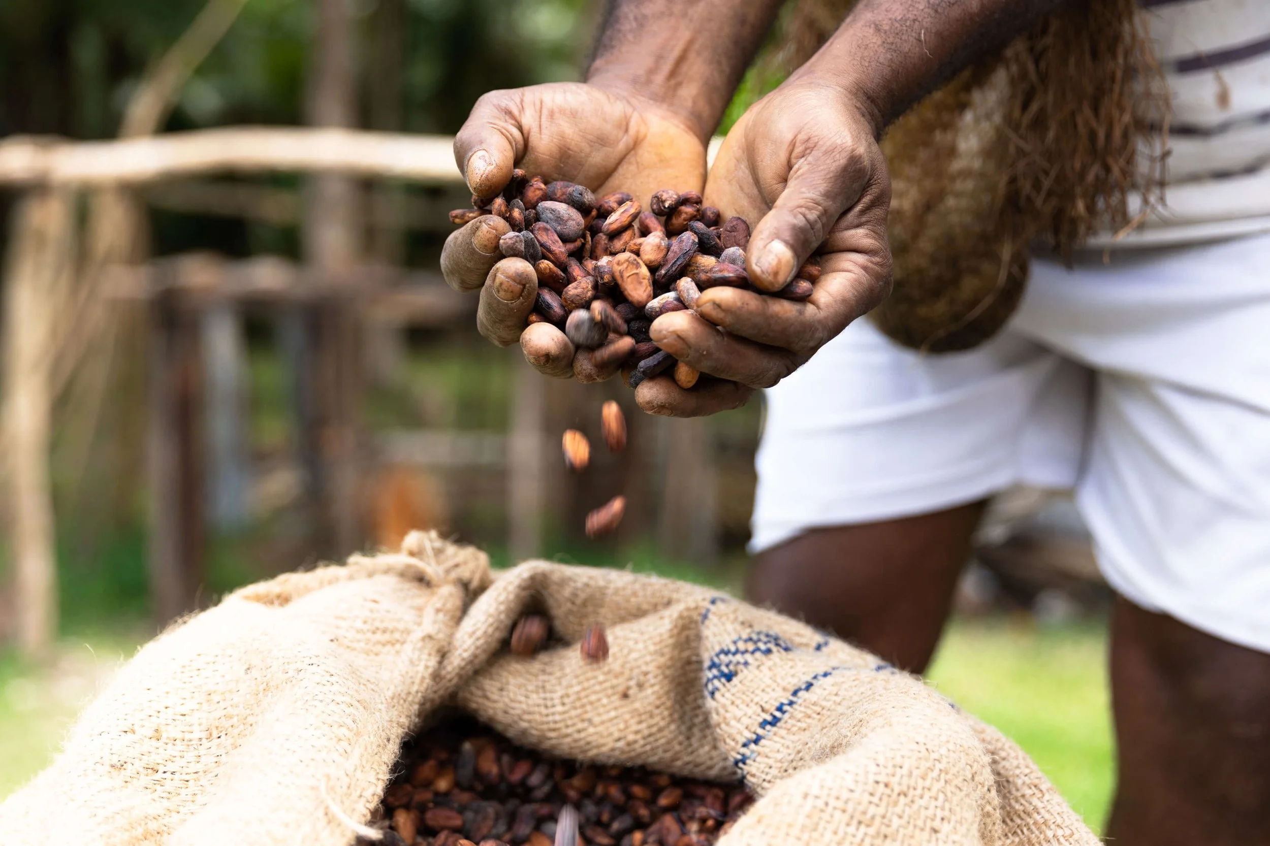 Vanuatu Chocolate Beans