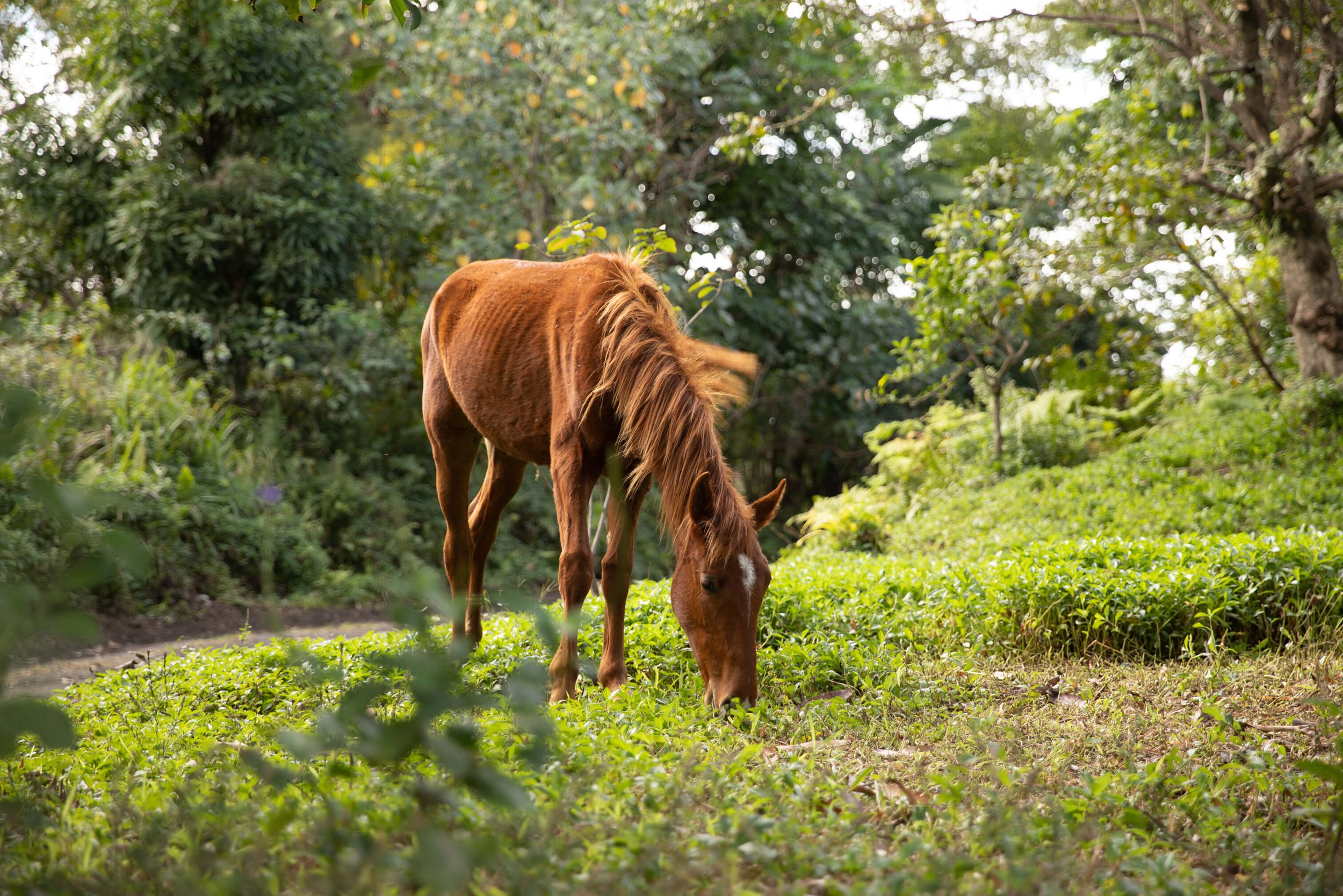 Horse