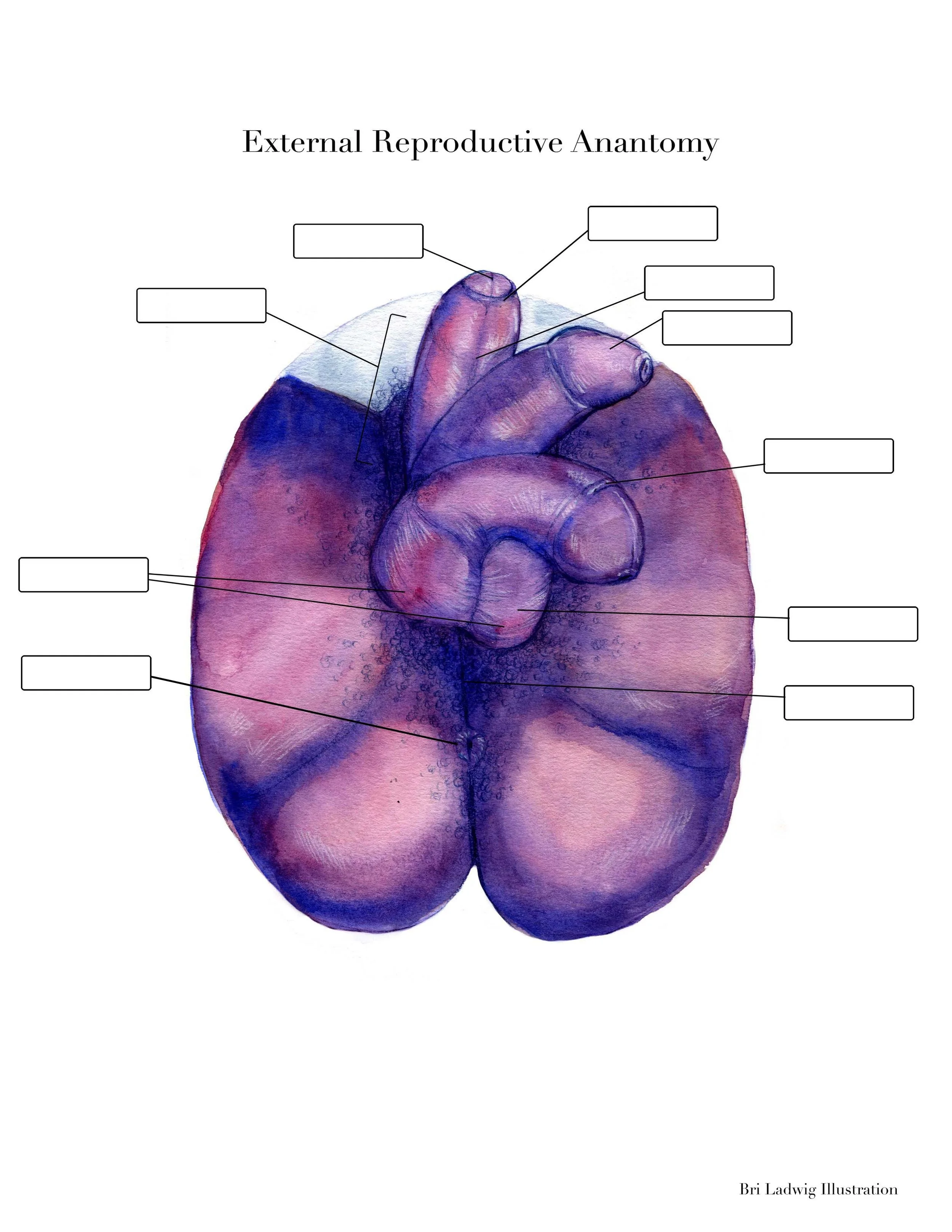 EXTERNAL MALE ANATOMY WITH BOXES.jpg