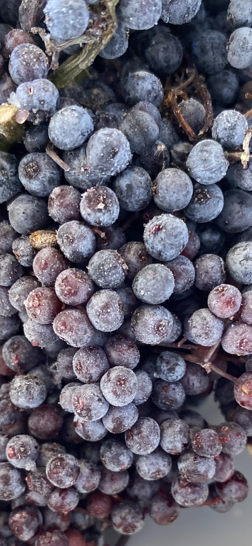 Plum &amp; Elderberry Soda