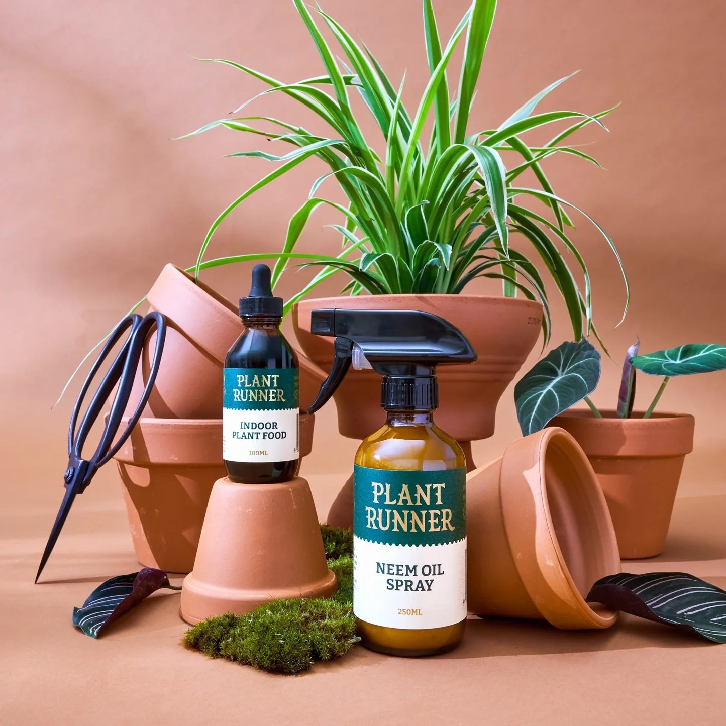 Plant Runner Plant Care ~ Assorted