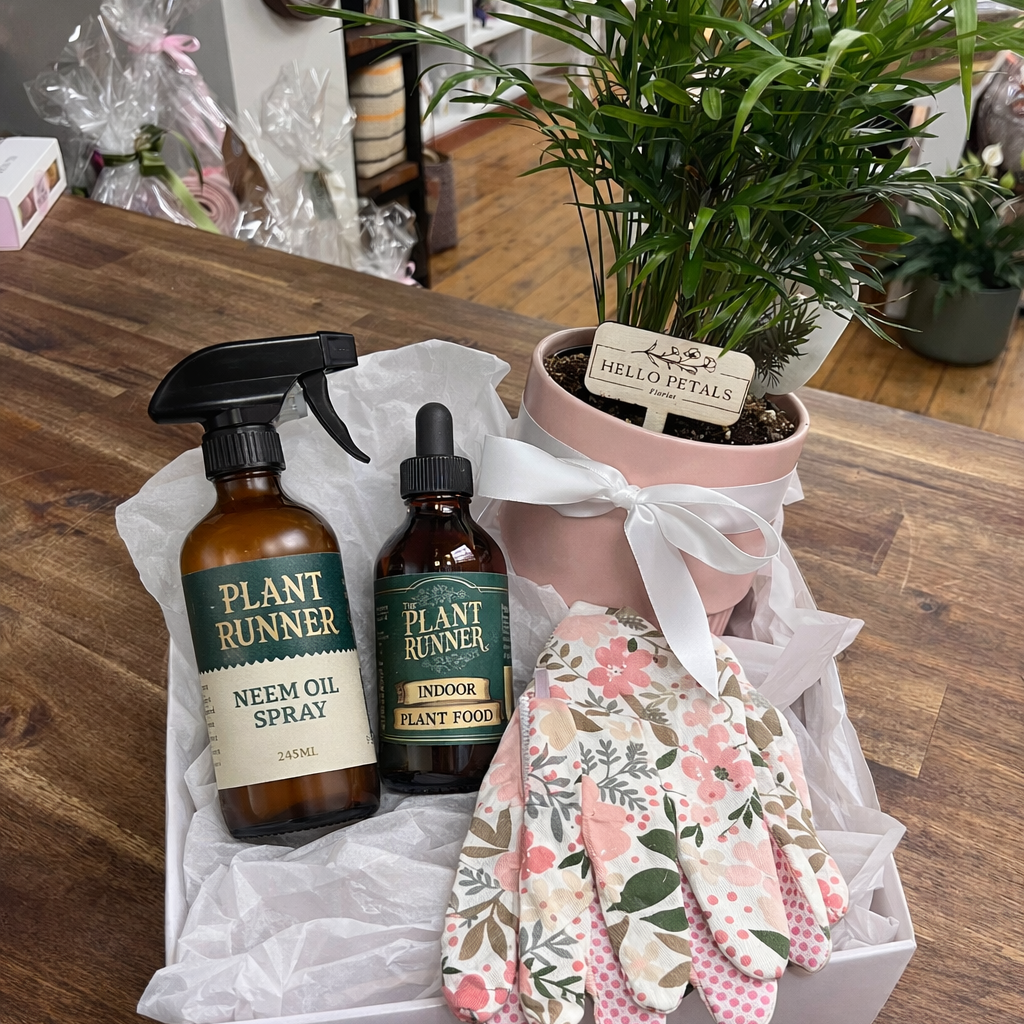 Mother's Day ~ Plant Hamper