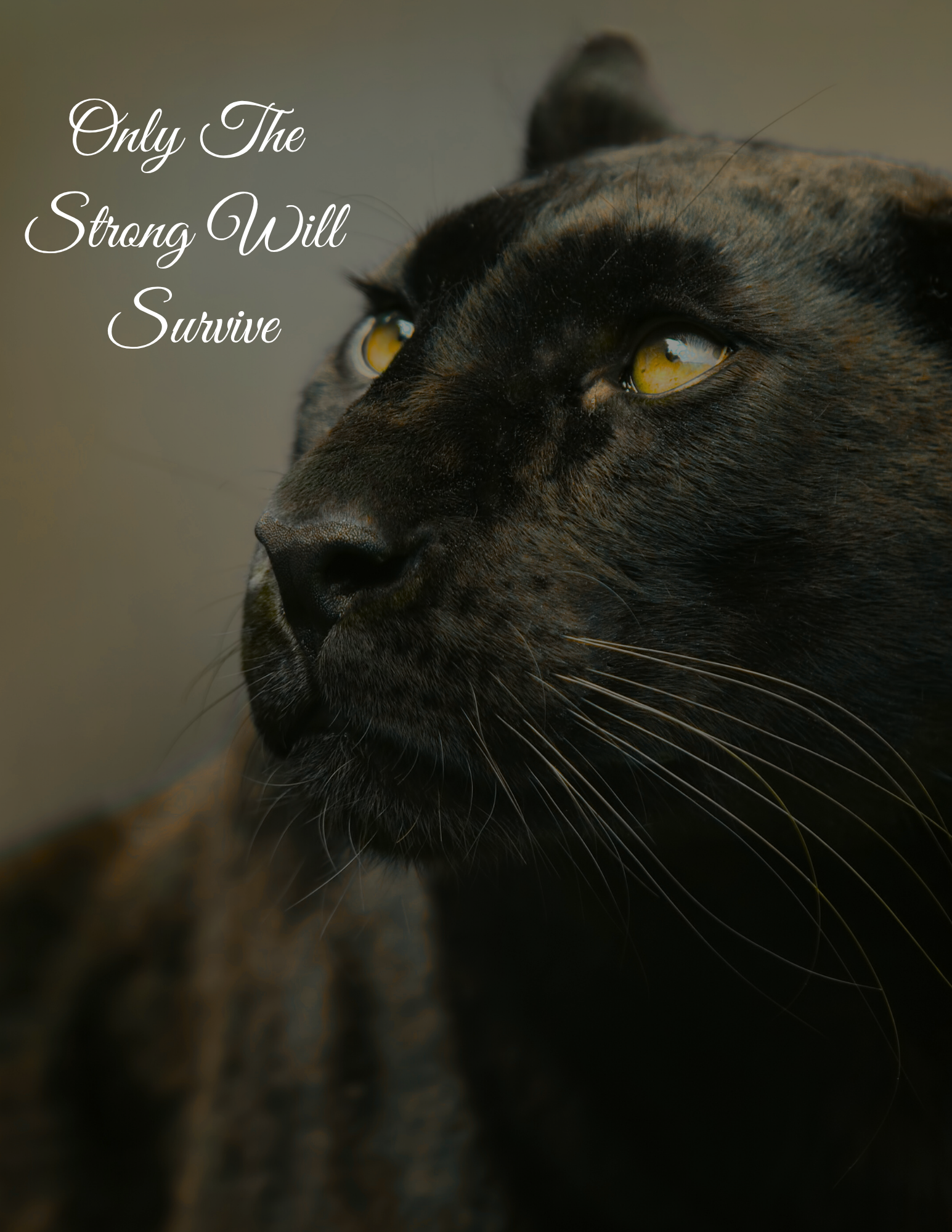 Band Ambassador Edition