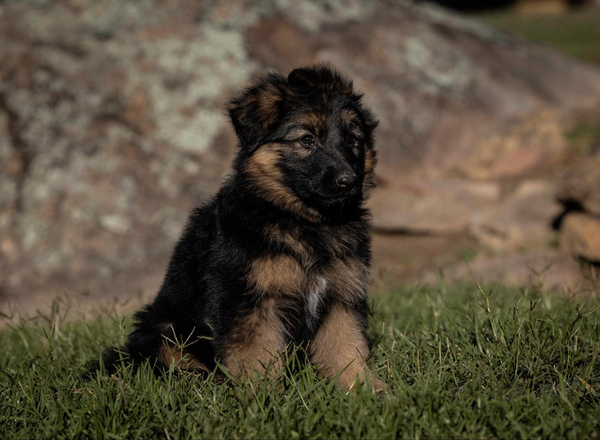Orange girl at seven weeks