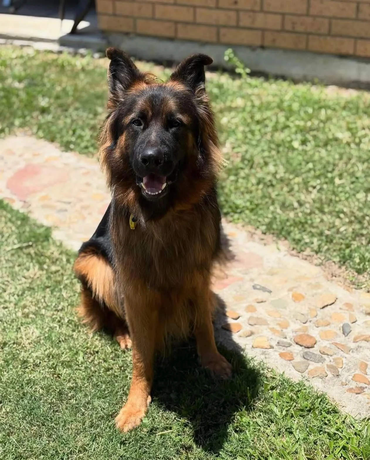 Chaos - one of two LSC from the litter