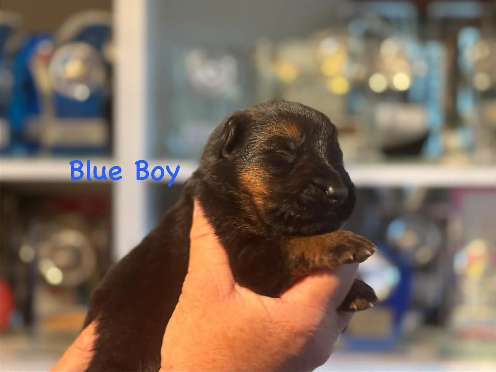 Blue boy at one week
