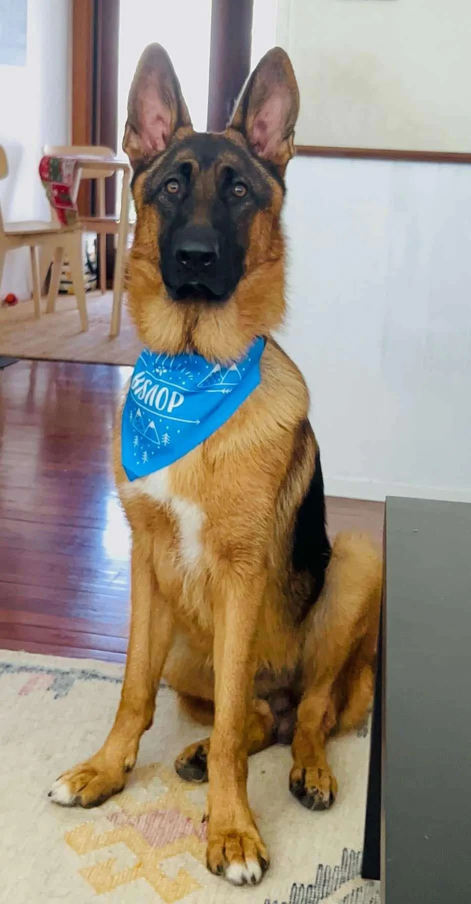 Bishop at nine months