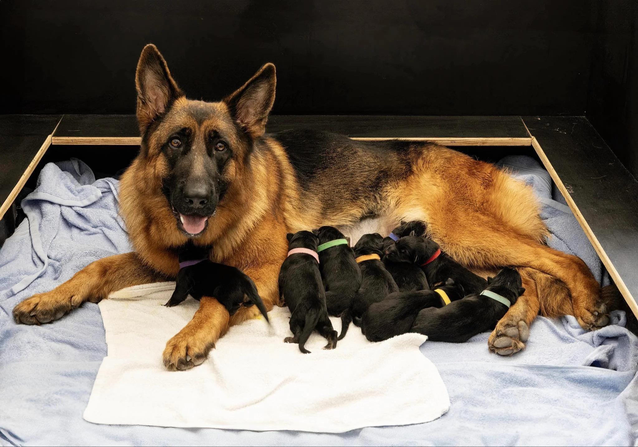 Puppies born on March 27