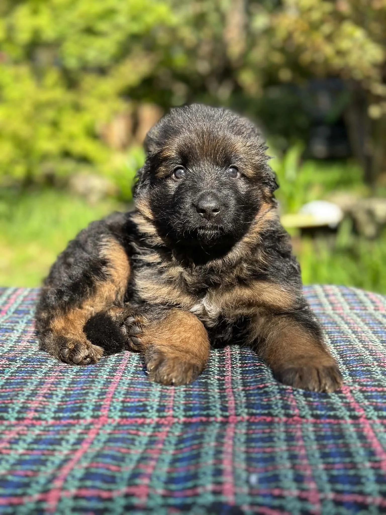Litter F at five weeks