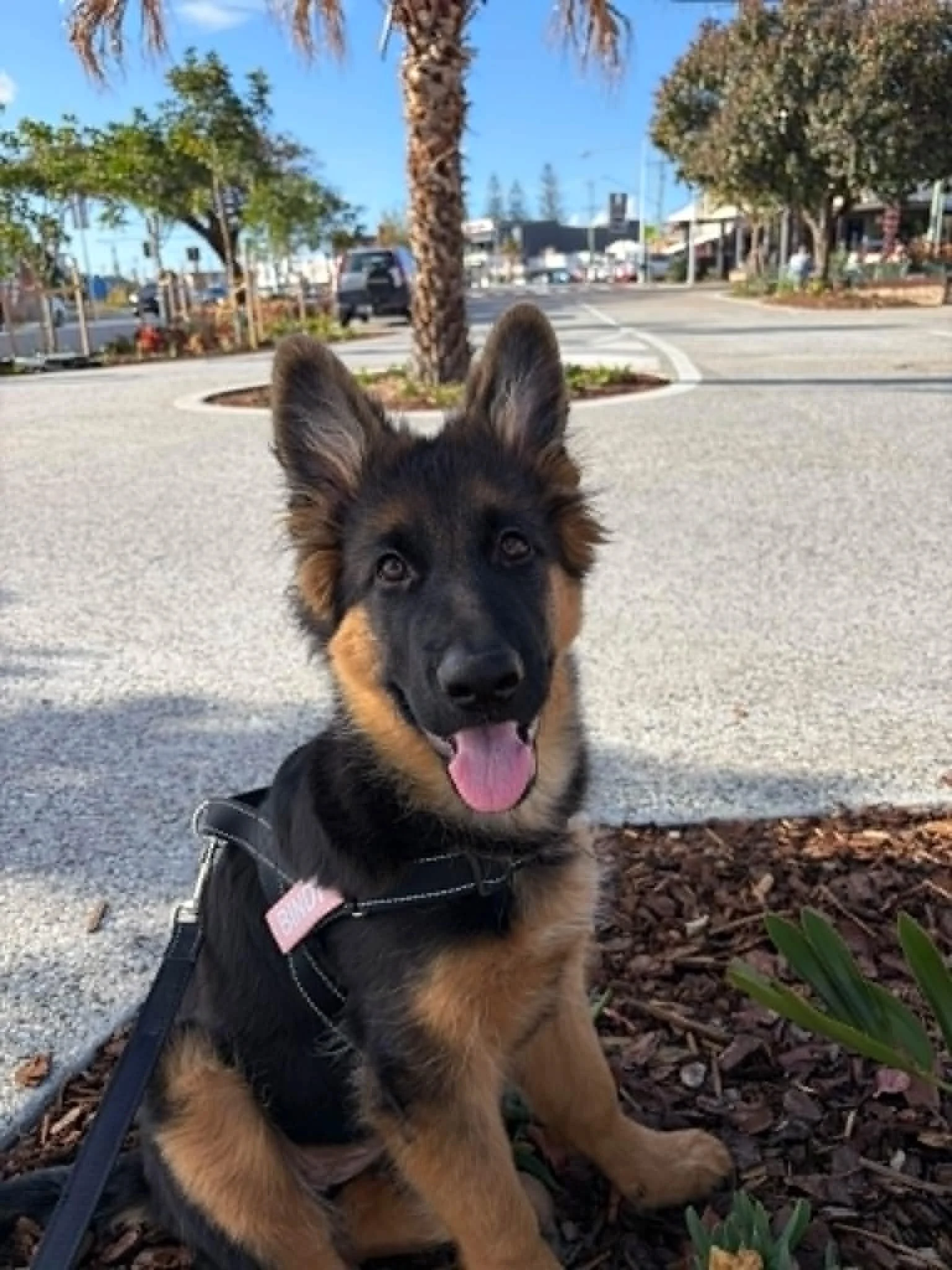 F litter pupdate!