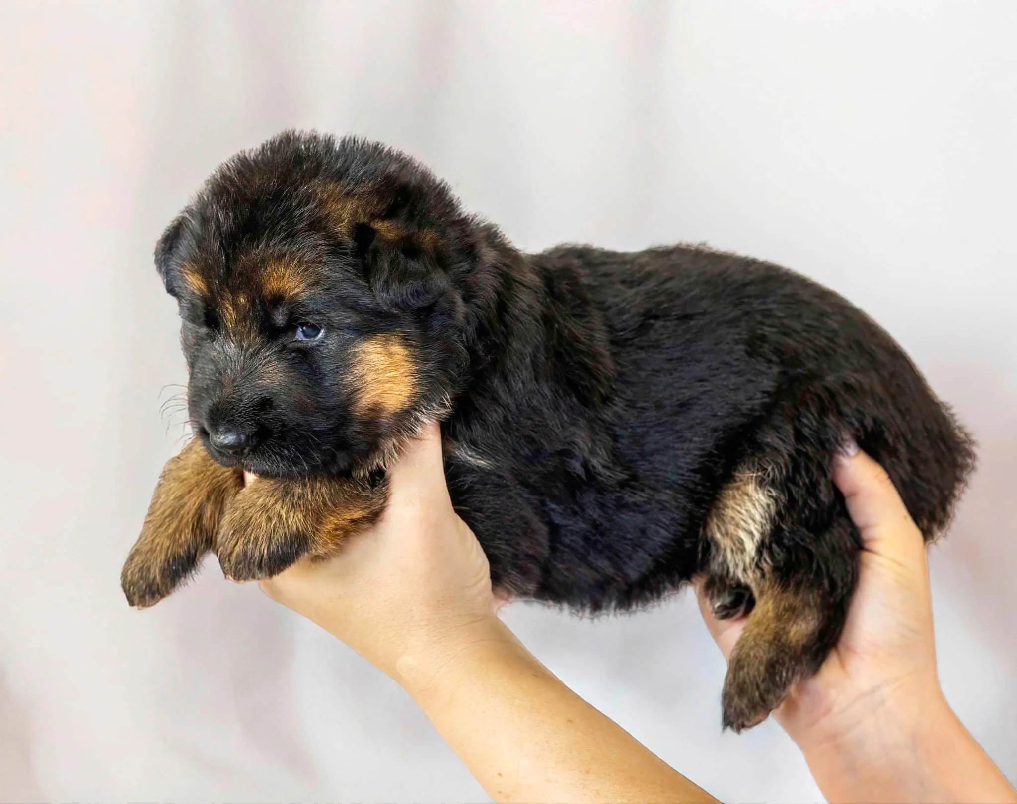 Pink collar girl at three weeks
