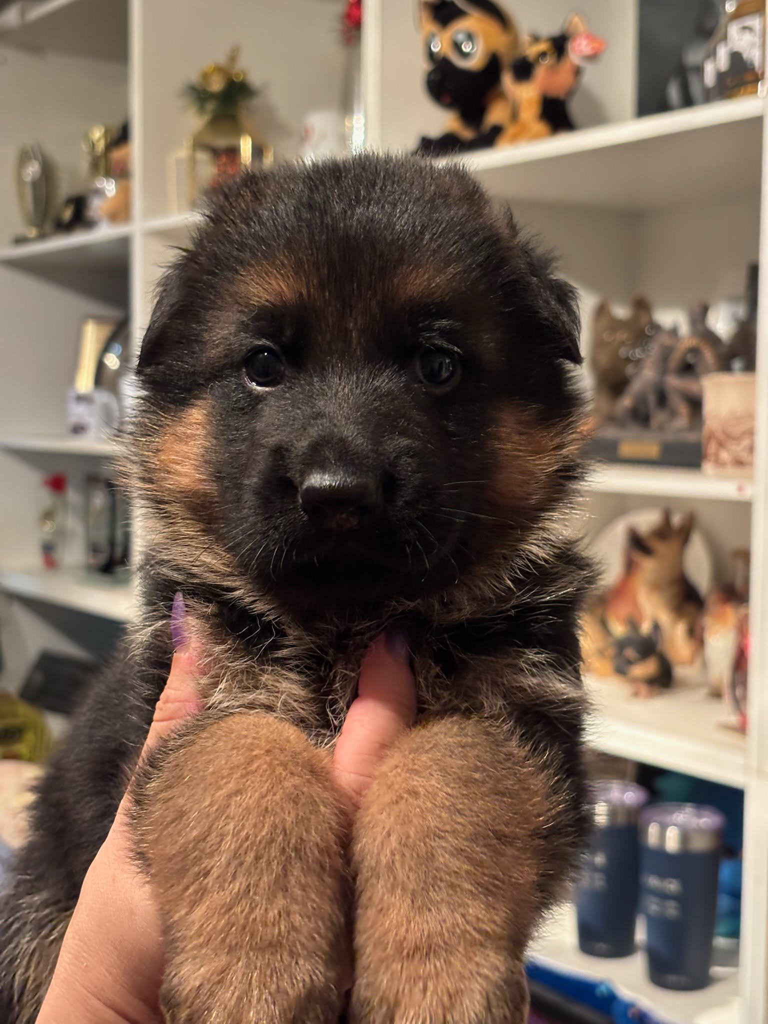 Red boy at four weeks