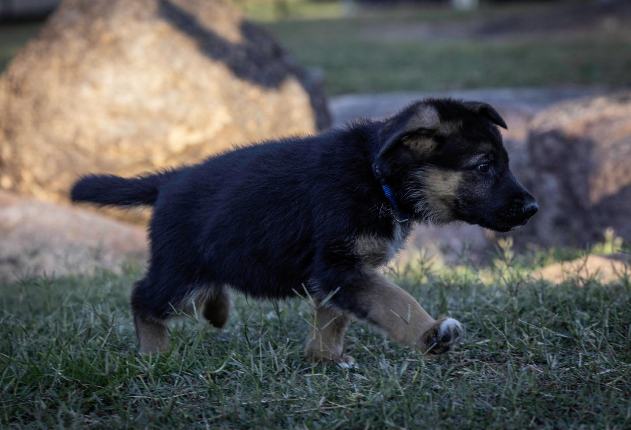 Dark blue boy at seven weeks