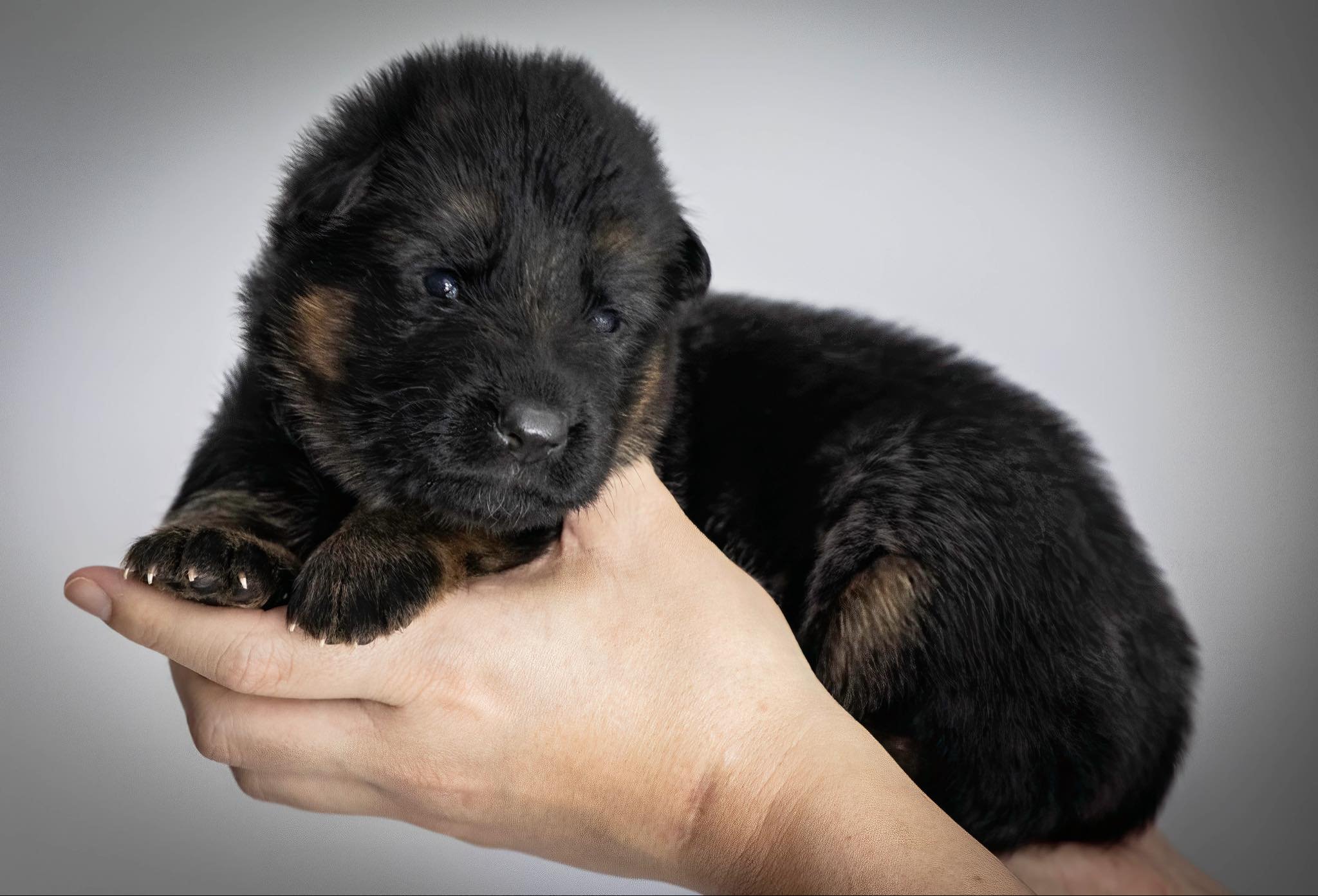 Purple collar - girl - at two and a half weeks