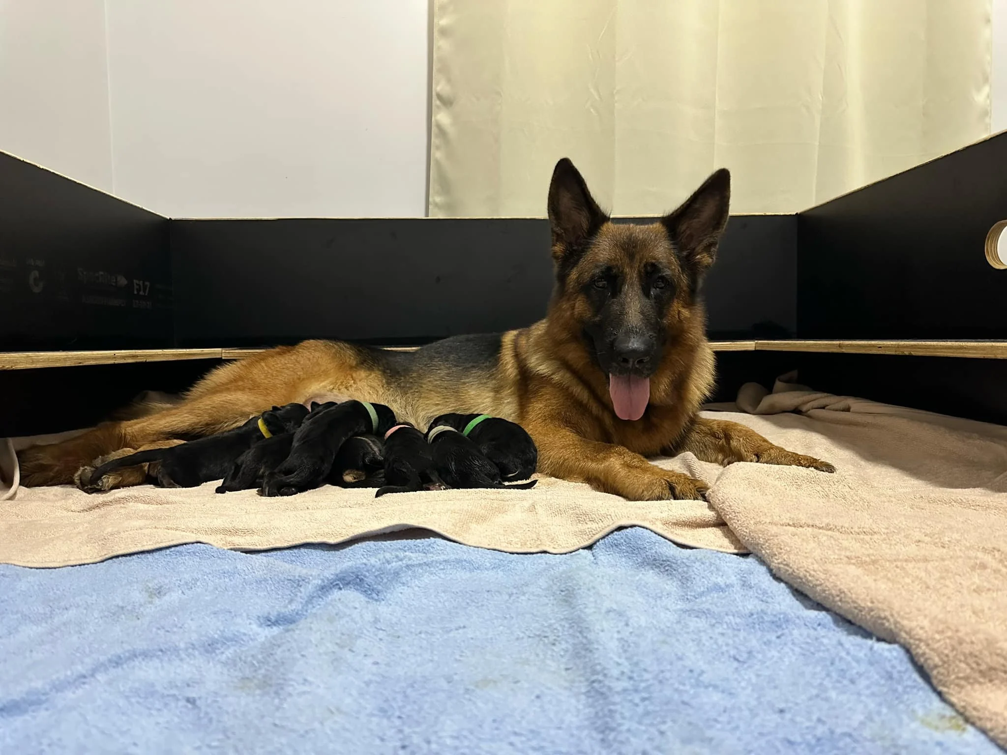 Puppies were born on February 9 (four girls, three boys)