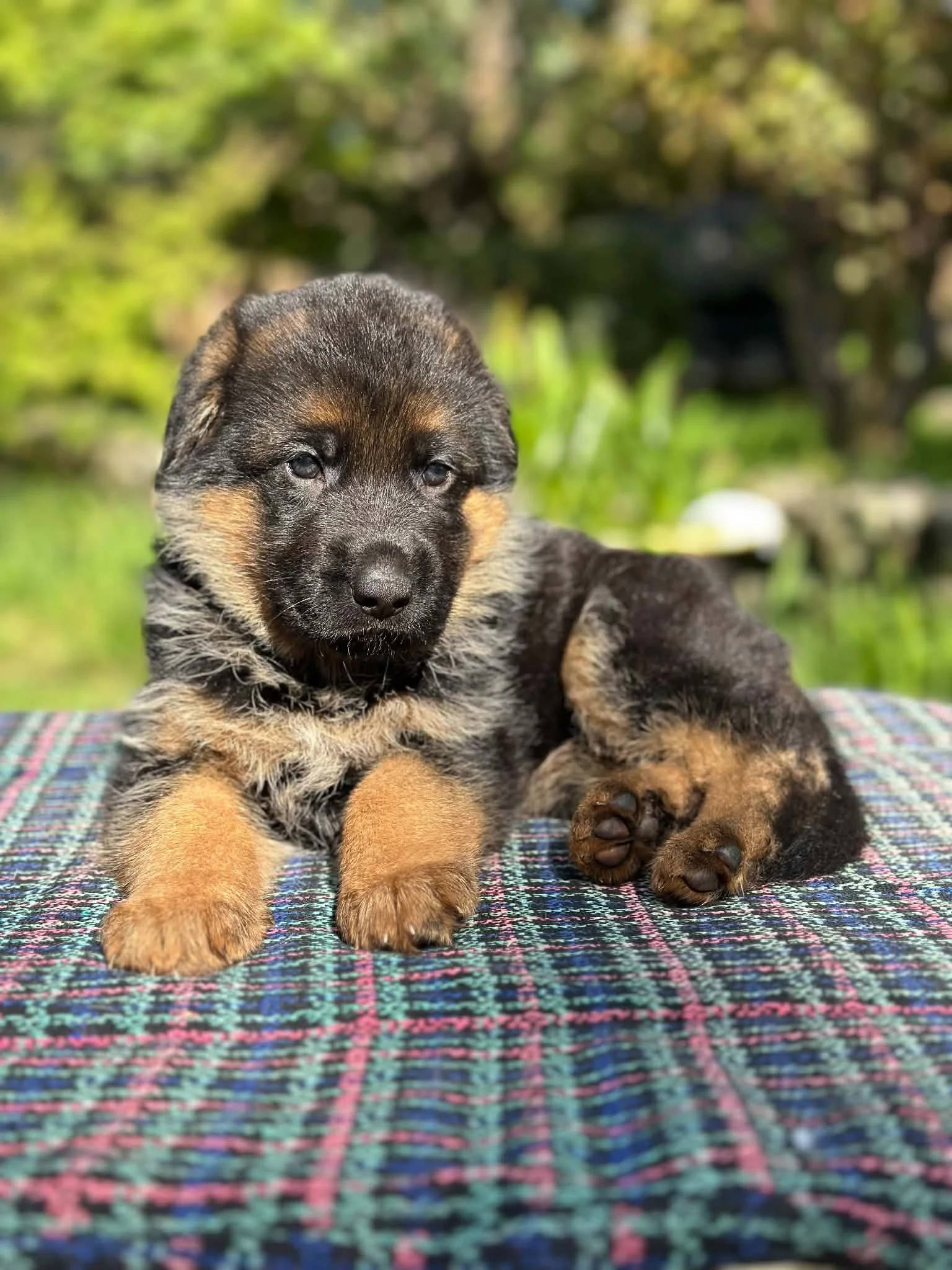 Orange girl at five weeks